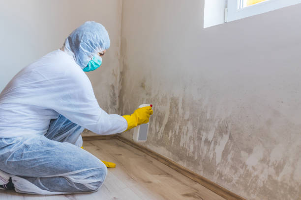 Licensed Mold Testing service in Hanscom AFB, MA - WQB Mold Removal