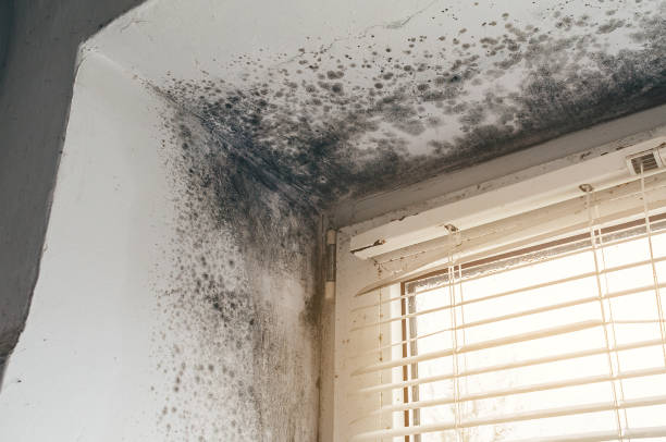 Affordable Mold Testing solutions in Hanscom AFB, MA